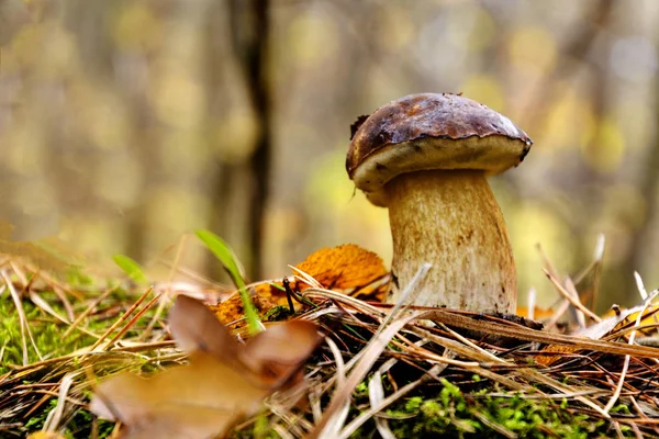 Boleto de cogumelo comestível edulis conhecido como pão de centavo na floresta com fundo borrado — Fotografia de Stock