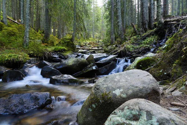 Fjällbäck i Karpaterna. Runt höga träd, stenar och vattenstänk. — Stockfoto
