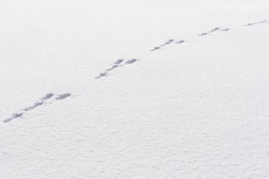 Hare foot tracks in snow forest. winter background clipart