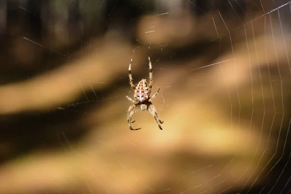 Aranha em seu ambiente, a teia de espiga — Fotografia de Stock