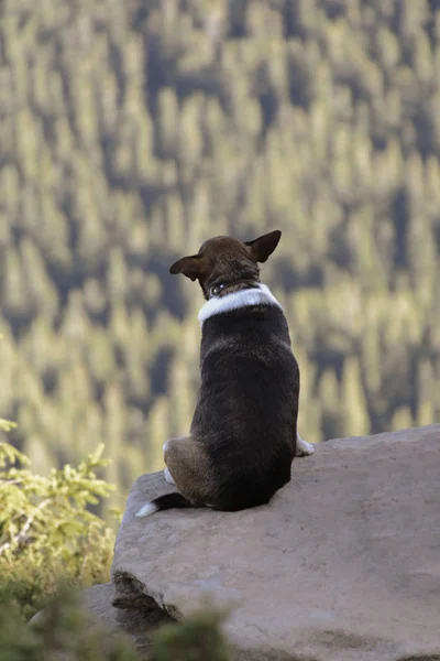 Solo perro sentado en la roca contra el telón de fondo de un paisaje de montaña increíble — Foto de Stock