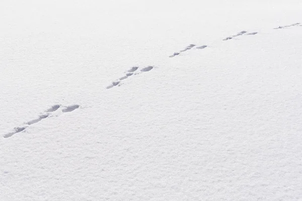 Hare foot tracks in snow forest. winter background