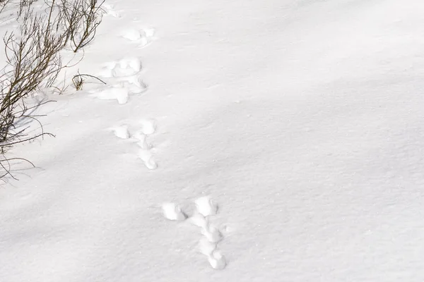 Hare foot tracks in snow forest. winter background — Stock Image Hare foot tracks in snow forest. winter background Royalty Free Stock Images