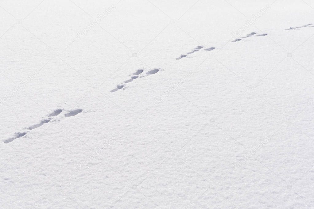Hare foot tracks in snow forest. winter background