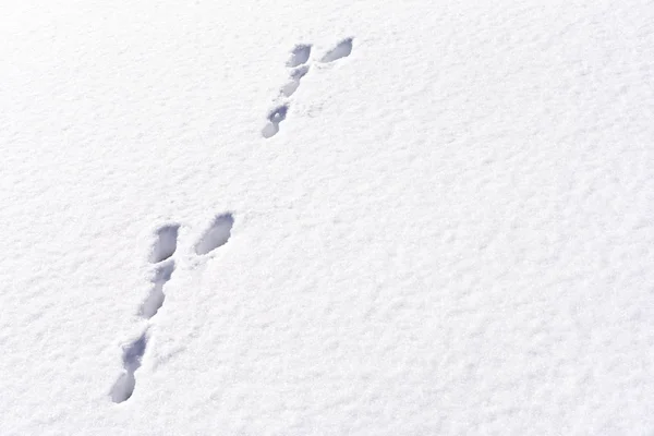 Hare foot tracks in snow forest. winter background — Stock Image Hare foot tracks in snow forest. winter background Stock Picture