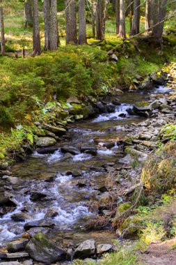 Dağ nehri yeşil ormandan akıyor. Ormanda akarsu