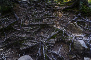 Orman zemini. Dağda köknar ağaçlarının kökleri tesisi