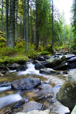 Dağ nehri yeşil ormandan akıyor. Ormanda akarsu