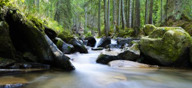 Dağ nehri yeşil ormandan akıyor. Ormanda akarsu