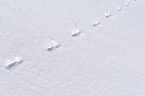 unknown wide animal tracks in the snow