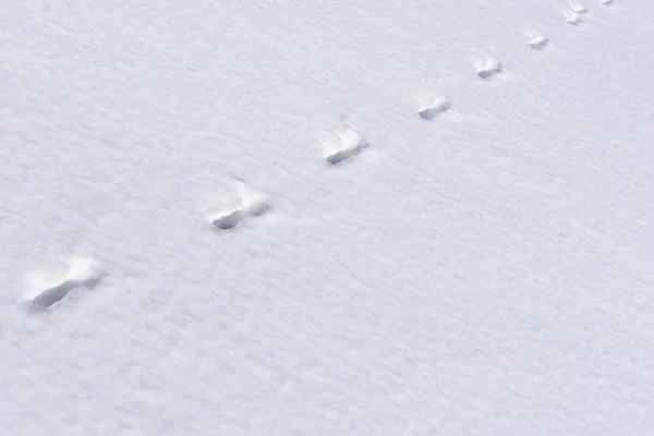 Unknown wide animal tracks in the snow — Stock Image Unknown wide animal tracks in the snow Stock Picture