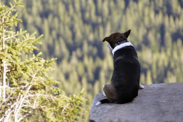 Sám pes sedící na skále na pozadí neuvěřitelné horské krajiny — Stock fotografie