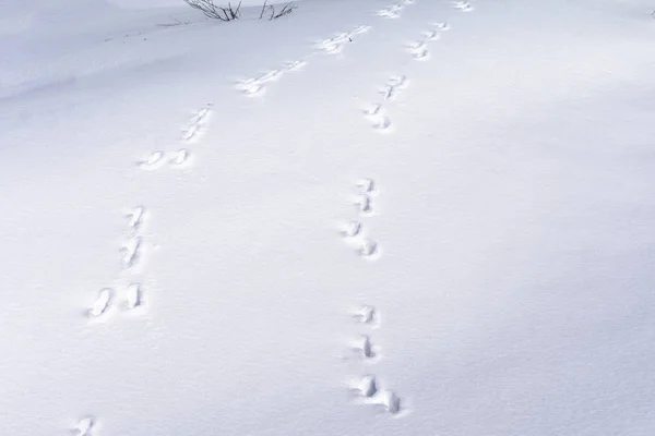 Hare foot tracks in snow forest. winter background — Stock Image Hare foot tracks in snow forest. winter background Royalty Free Stock Photos