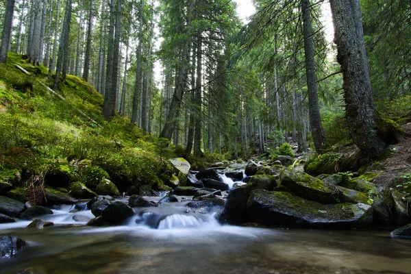 Fjällälven rinner genom den gröna skogen. Strömma i skogen. — Stockfoto