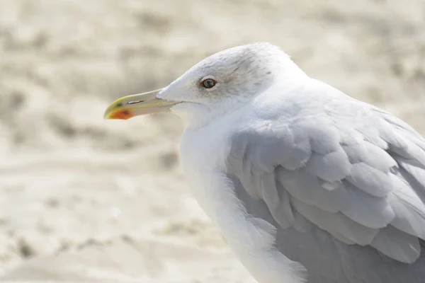 Seagull porträtt mot havet. Stäng upp vit fågel Måsen sitter vid stranden — Stockfoto