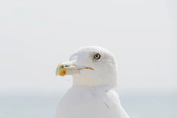 Martı portre deniz karşı. Deniz kenarında oturan beyaz kuş martı görünümünü kapat — Stok fotoğraf