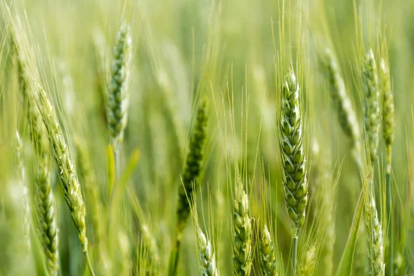 Зелене поле пшениці. Вибірковий фокус, розмитість. весняний фон — стокове фото