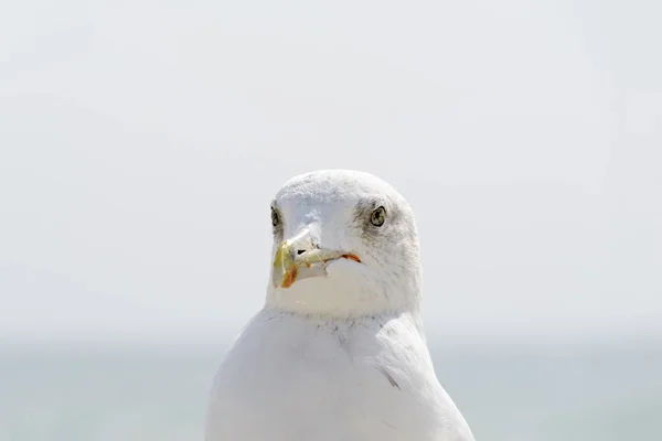 Deniz Kıyısına Karşı Martı Portresi Sahilde Oturan Beyaz Kuş Martısının — Stok fotoğraf