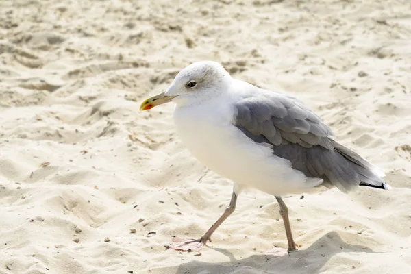 Retrato de gaviota. Vista de cerca de la gaviota pájaro blanco caminando por la playa . —  Fotos de Stock