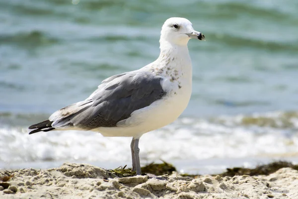 Martı portre deniz karşı. Deniz kenarında oturan beyaz kuş martı görünümünü kapat. — Stok fotoğraf