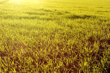 Günbatımı güzel yeşil buğday çayır sahada