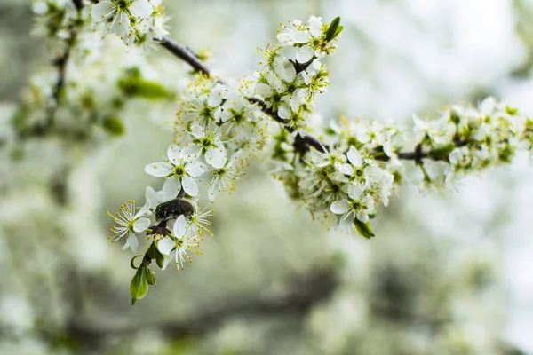 Rama de cerezo en flor primaveral de cerca. enfoque selectivo suave. Flores que florecen en tiempo lluvioso —  Fotos de Stock