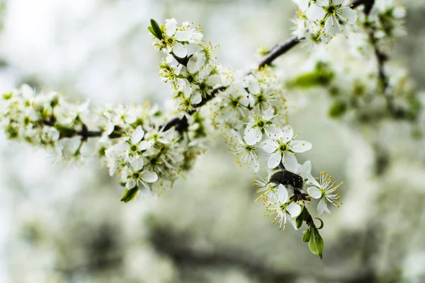 La branche de cerisier au printemps fleurit en gros plan. foyer sélectif doux. Fleurs fleurissant par temps pluvieux — Photo