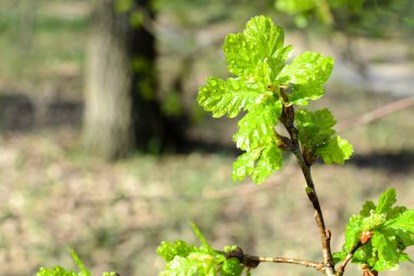 güzel bahar ağacı dalı ile yağmur damlaları, makroyu arka plan