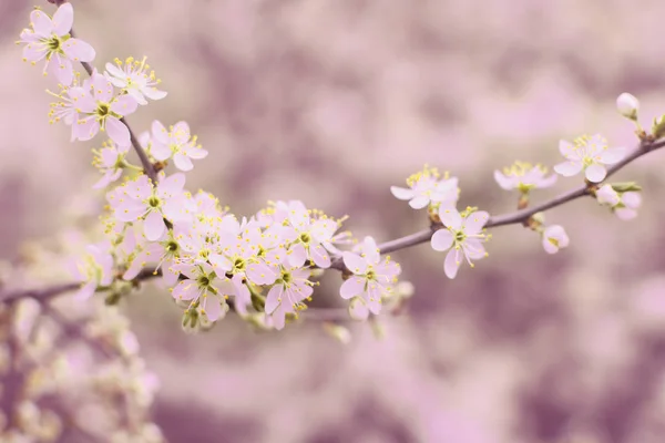 Rama Floreciente Cerezo Flores Primavera Colores Brillantes —  Fotos de Stock