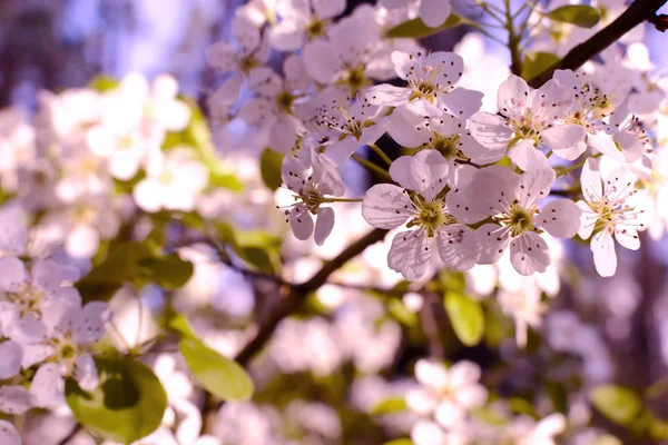 Rama Floreciente Pera Flores Primavera Colores Brillantes —  Fotos de Stock