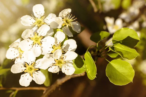 Bloeiende Tak Peer Heldere Kleurrijke Lentebloemen — Stockfoto