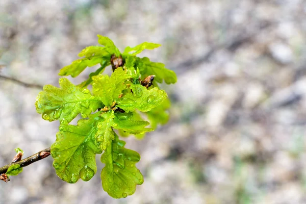 Belle Branche Arbre Printemps Avec Des Gouttes Pluie Fond Macro — Photo