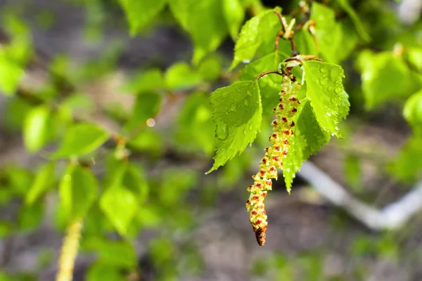 The beautiful spring tree branch with rain drops, background