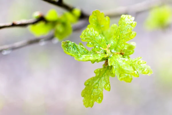 The beautiful spring tree branch with rain drops, macro background