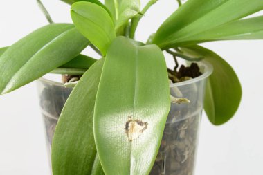 Hastalık bir orkide yaprak üzerinde. Yakın çekim. Beyaz arka plan üzerinde orkide bir yaprak üzerinde güneş yanık. Phalaenopsis.