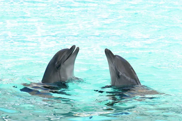 Δύο Δελφίνια Που Κολυμπούν Στην Πισίνα — Φωτογραφία Αρχείου