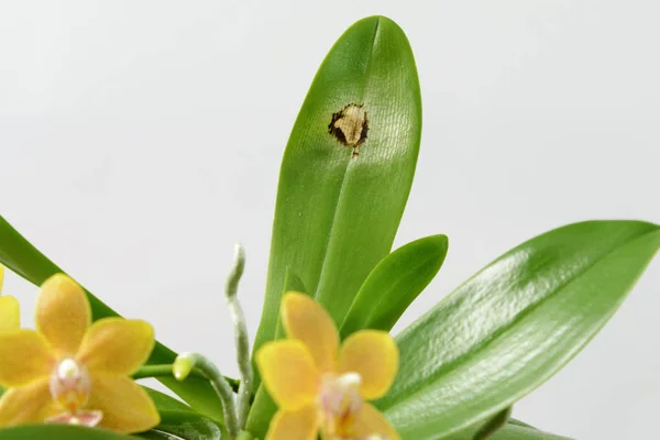 Hastalık bir orkide yaprak üzerinde. Yakın çekim. Beyaz arka plan üzerinde orkide bir yaprak üzerinde güneş yanık. Phalaenopsis.