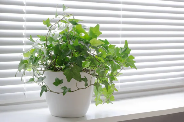 Flower Hedera Ivy White Pot Light Windowsill Blinds Window — Stock Photo, Image