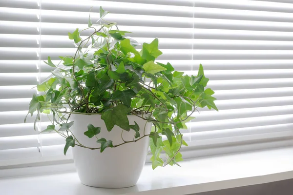 Bloem Hedera Klimop Wit Een Pot Vensterbank Het Licht Blinds — Stockfoto