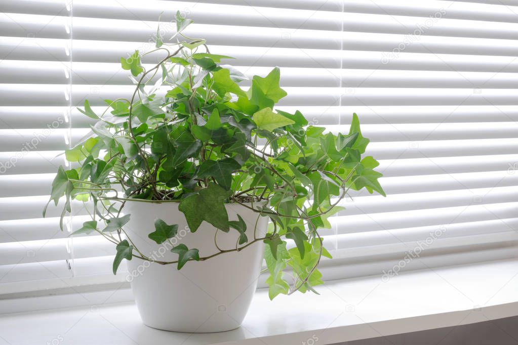 flower Hedera ivy in white a pot on the light windowsill. Blinds window