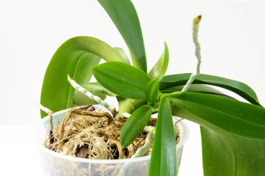Evde orkide yetiştirme. Etkin fase hava kök ile küçük genç bitkiler.