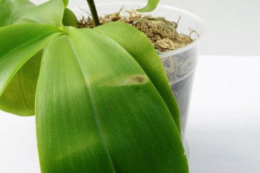 Hastalık bir orkide yaprak üzerinde. Yakın çekim. Beyaz arka plan üzerinde orkide bir yaprak üzerinde güneş yanık. Phalaenopsis.