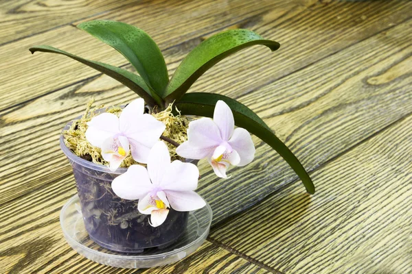 Blumentopf Mit Einer Mini Rosa Orchidee Mit Tupfenmuster Auf Den — Stockfoto