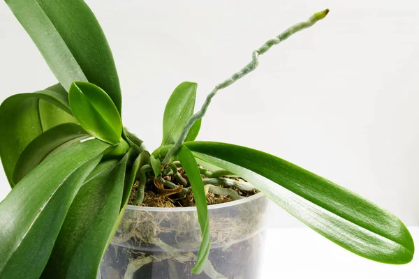 Evde orkide yetiştirme. Etkin fase hava kök ile küçük genç bitkiler.