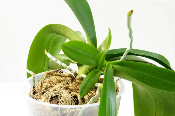 Evde orkide yetiştirme. Etkin fase hava kök ile küçük genç bitkiler.