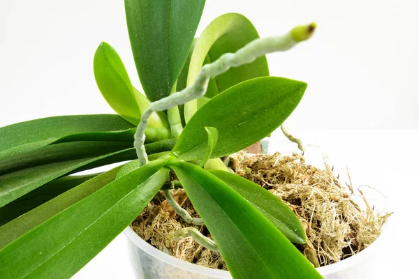 Выращивание Орхидей Дома Маленькие Молодые Растения Воздушным Корнем Активной Фазе — стоковое фото