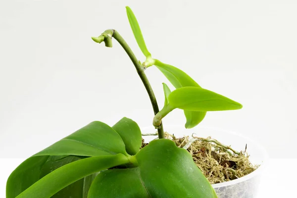 Anbau Von Orchideen Hause Kleine Junge Pflanzen Mit Luftwurzel Aktiver — Stockfoto