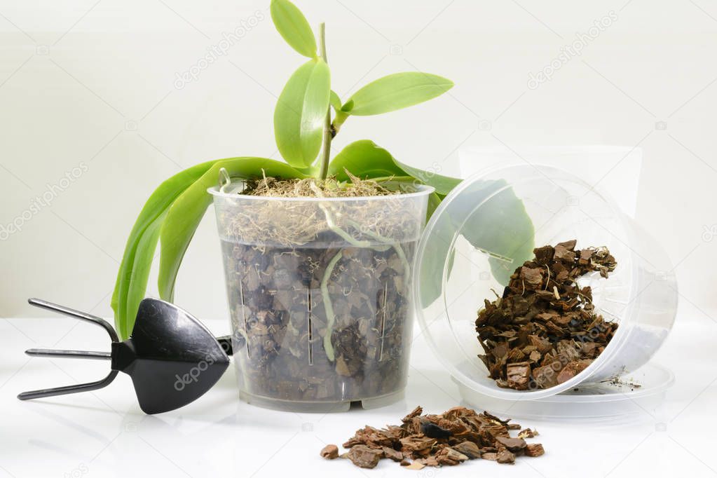 Cultivation of orchids at home. Small young plants and pot with soil for transplant on white