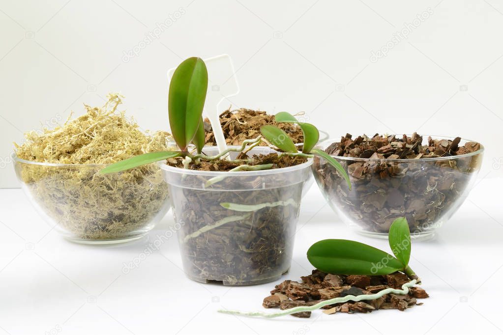 Cultivation of orchids at home. Soil and substrate for sall baby orchids, Small young plants, orchid seedlings in pots