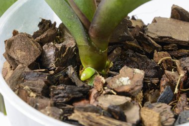 Orkide yeni genç kökleri büyür. Aktif büyüme aşamasında kökleri kapatmak